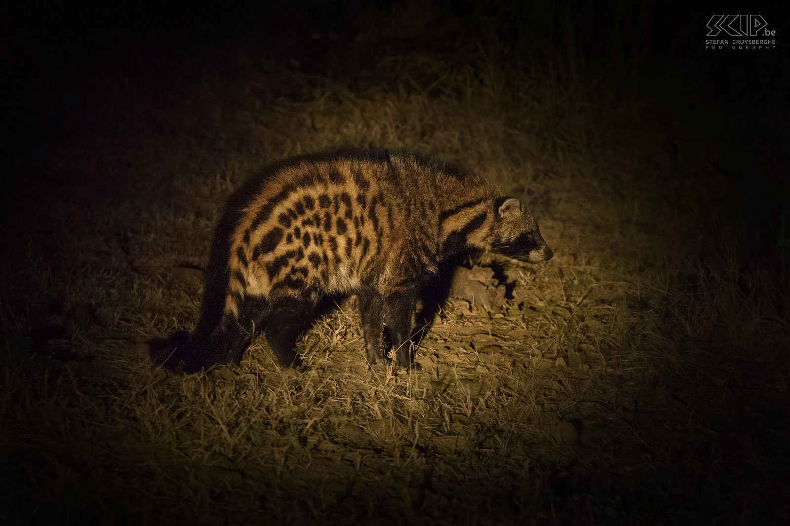 South Luangwa - Civet Tijdens de nacht safari kwamen we ook een Afrikaanse civet (Civettictis civetta) tegen. De civet leeft solitair en voornamelijk 's nachts. Het is een omnivoor die kleine gewervelde dieren, ongewervelden, eieren en ook enkele planten en vruchten eet. Stefan Cruysberghs